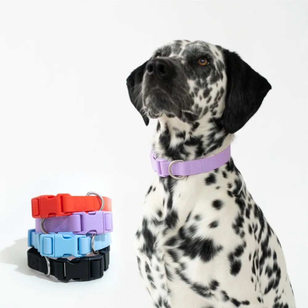 Springer Large Dog Collar